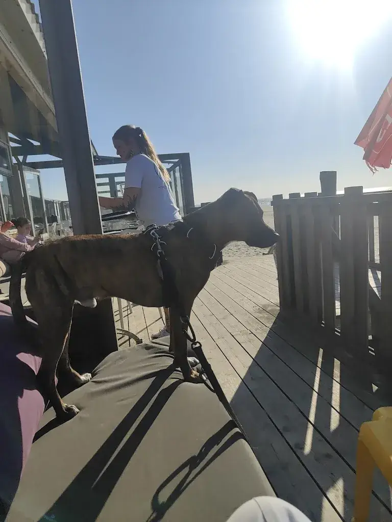 Liset Konig_Strandpaviljoen Paal 19, Texel_Koog_review