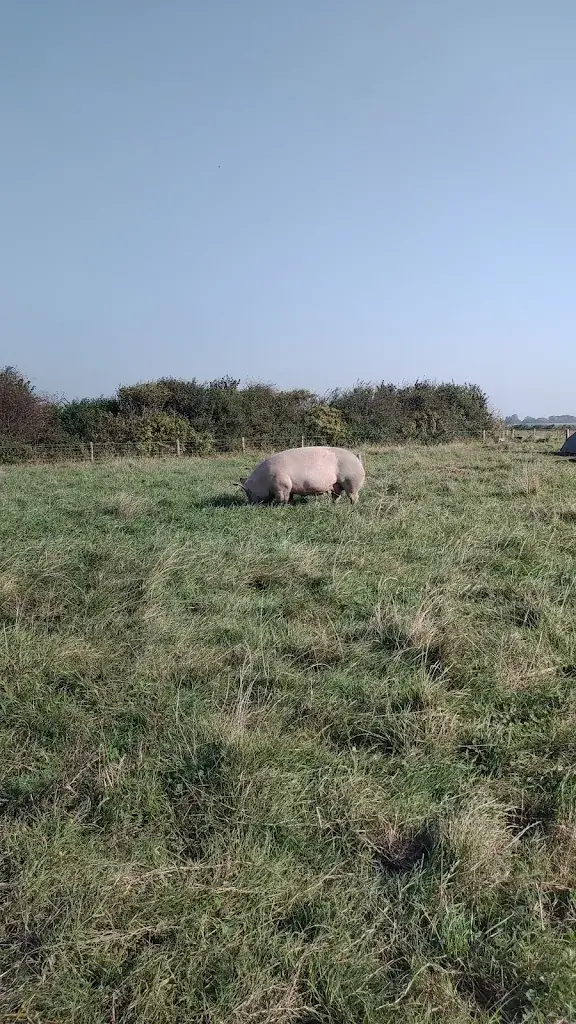 M_Novalishoeve_Texel_review