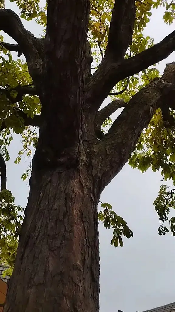 Kastanjeboom_Burg_slider_image_2