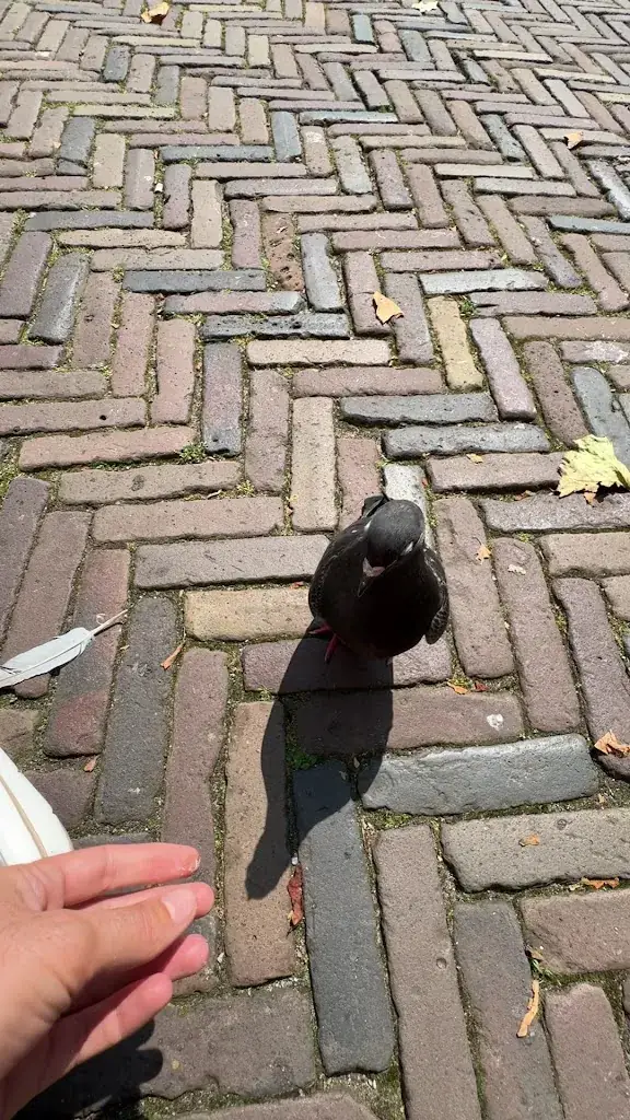 bakhtiar sttar_FLFL Haarlem_Haarlem_review