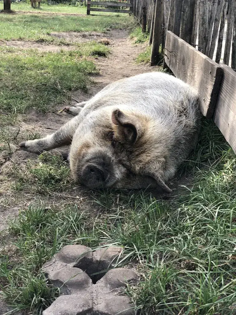 Ilia Beliaev_Juffrouw Jansen_Hilversum_review