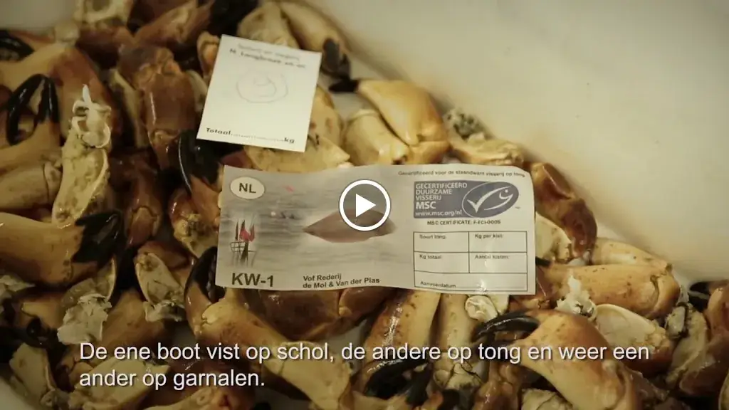 Kop Van de Haven B.V._IJmuiden_slider_image_2