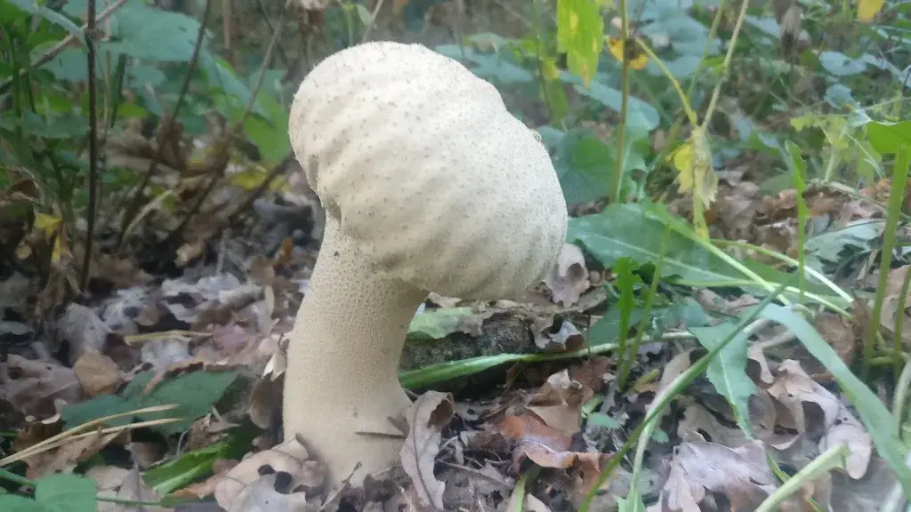 Bart Rienties_De Dwaler Bakkeveen_Bakkeveen_review