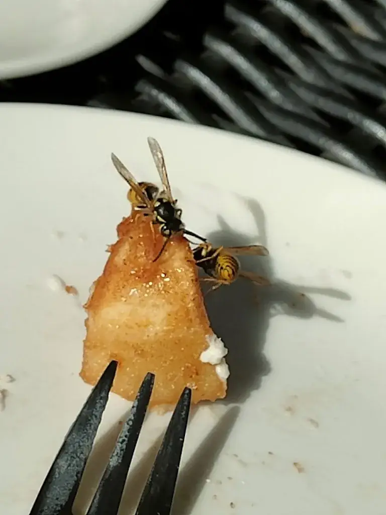 Menu_Hotel-Restaurant de Stripe v.o.f._Wijnjewoude_image_9