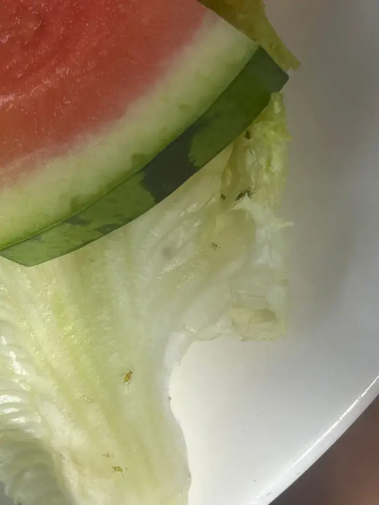 Koen Zomers_Brasserie De Aanleg_Vroomshoop_review