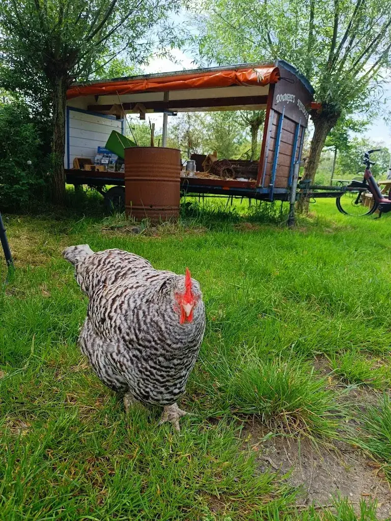 Rudy Blaakman_Het Schapenschuurtje_Berkenwoude_review