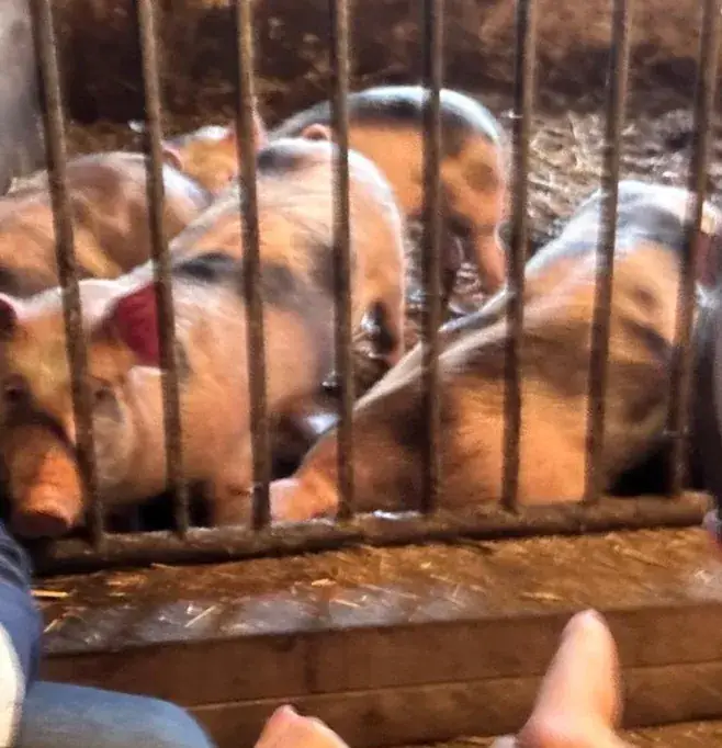 Stephanie Hall_Fattoria Naturale_Rodenrijs_review