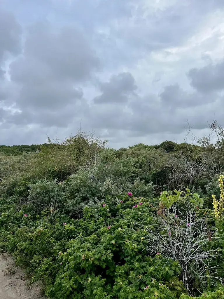 Ton Kuipers_Strandpaviljoen De Kwartel_Haag_review