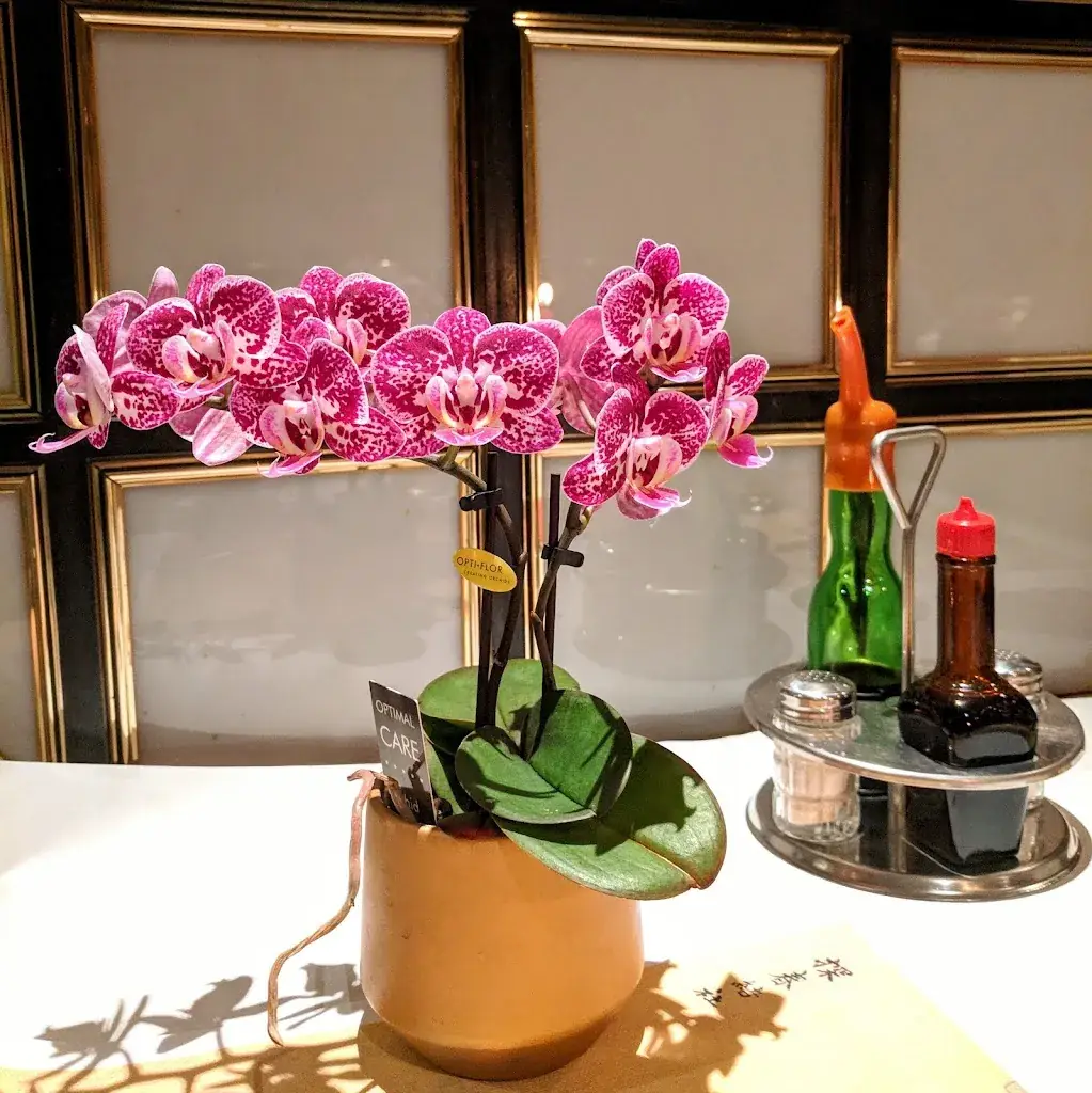 J Alexander_De Ster_Poeldijk_review