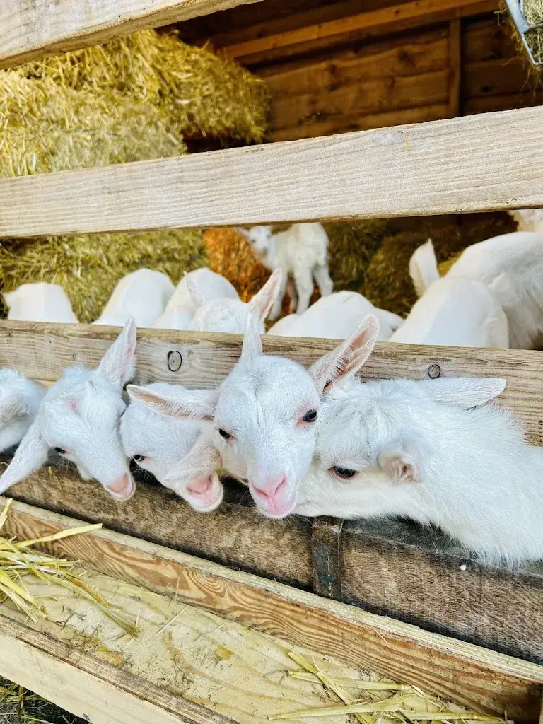 Ninena Gusina_Boerderij 't Geertje_Zoeterwoude_review