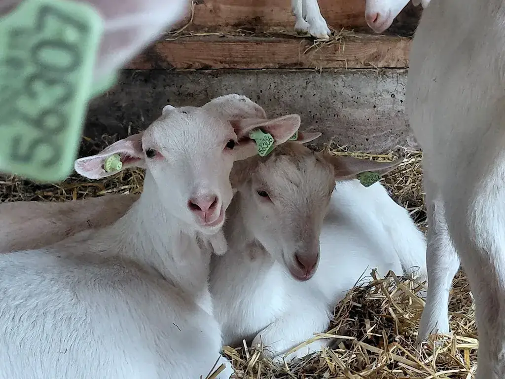 Boerderij 't Geertje_Zoeterwoude_slider_image_3