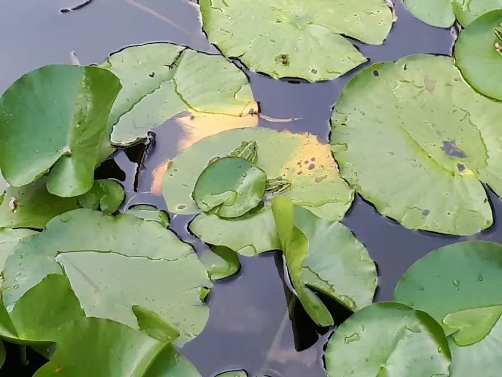 Menu_Residence Rhenen_Elst_image_5