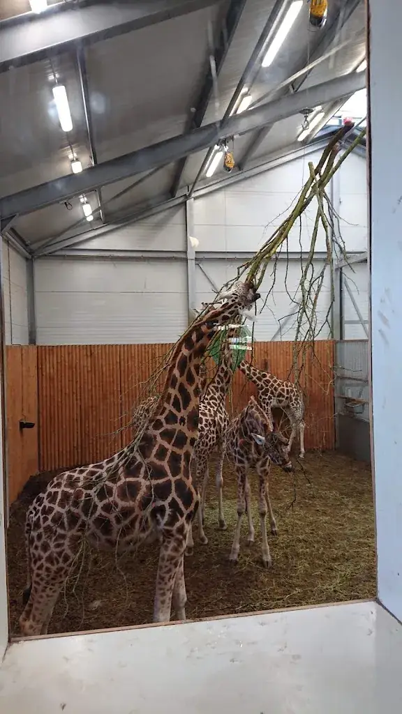 léopold Brunet_Momma's Restaurant_Emmen_recensione