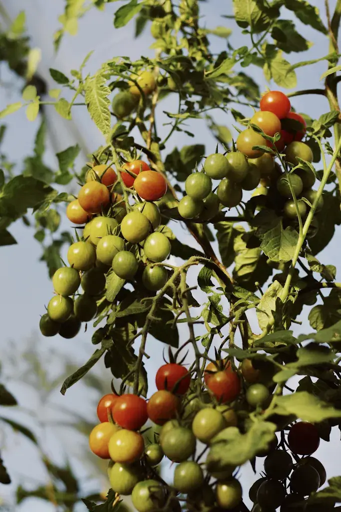 Menu_De buitenkeuken van Eyckenstein_Maartensdijk_image_1