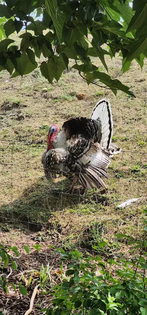 Belal Jassoma_Schaapskooi Zeeland_Heinkenszand_review
