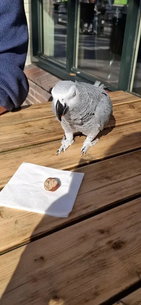 Mieke Krottje_Restaurant Pijnappel en zalencentrum_Klarenbeek_review