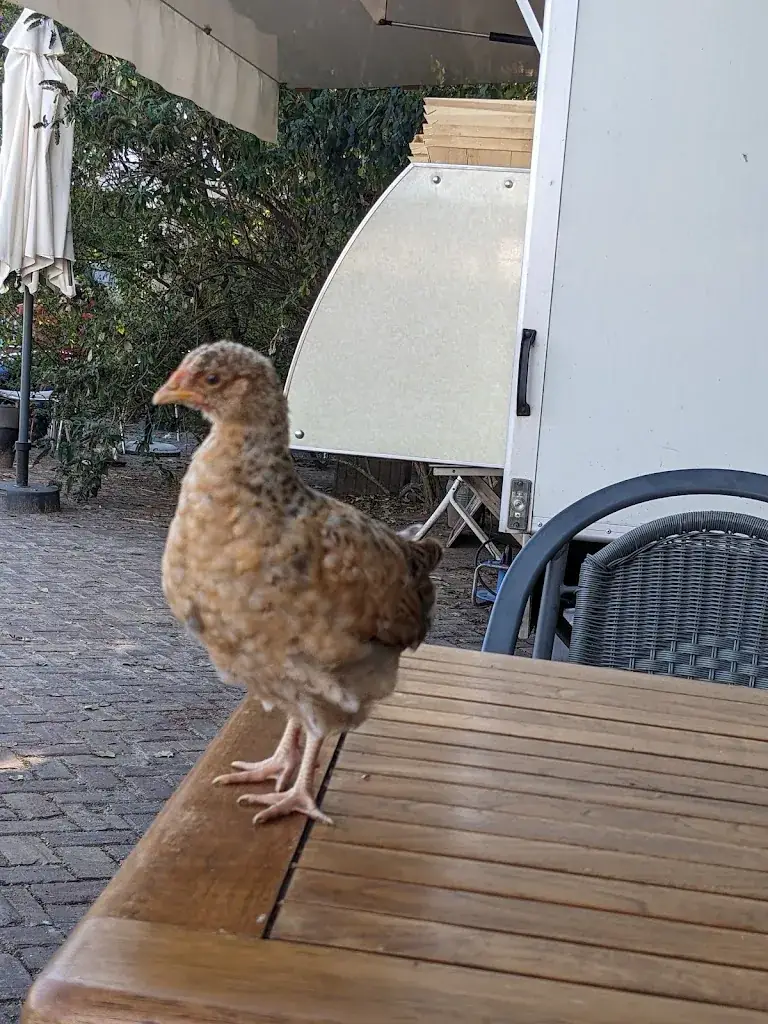 Erna Warg_Kibbeling_Breskens_review