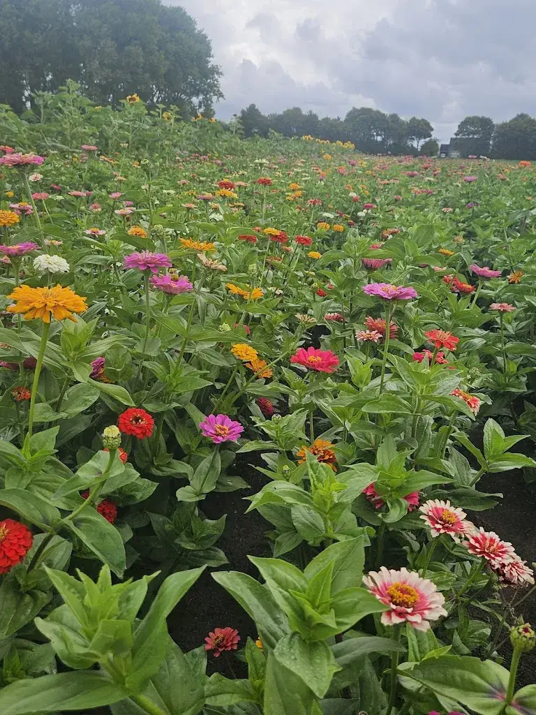 jolanda021 abc_Theeschenkerij de Pluktuin_Koudekerke_review