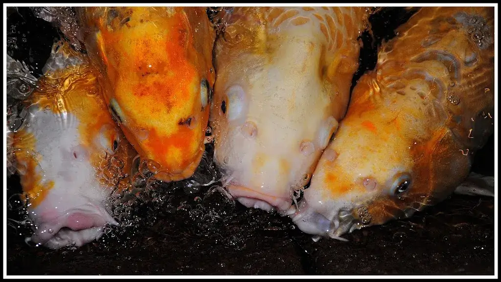 Aziatisch Wok- en Specialiteiten Restaurant 