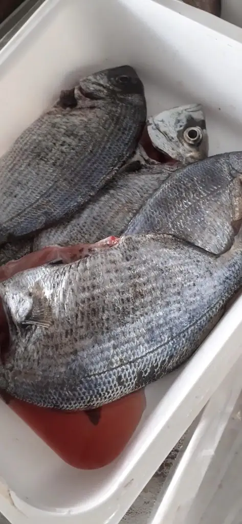 Estrela do Mar_Zambujeira do Mar_slider_image_2