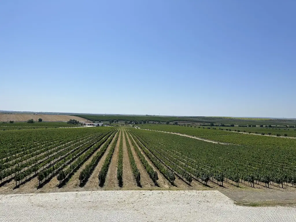 Katherine Stock_Ribafreixo Wines_Vidigueira_review