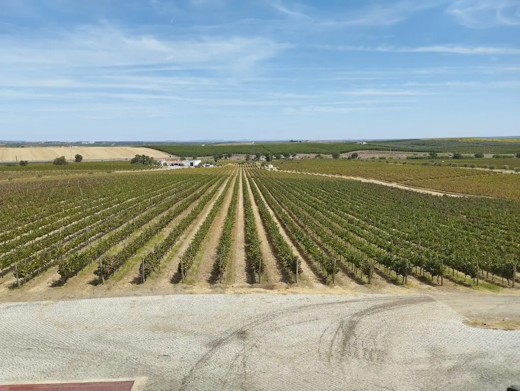 Ribafreixo Wines_Vidigueira_slider_image_1