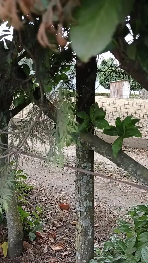 Maria Rodrigues_Pizzaria Central_Amares_recensione