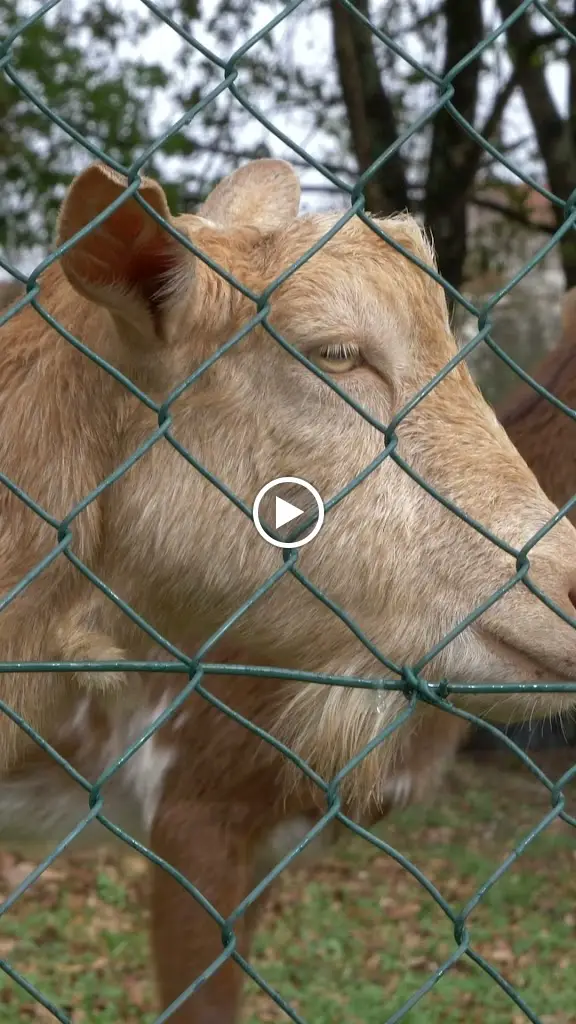 Restaurante Porinhos, Lda_Arões_slider_image_2