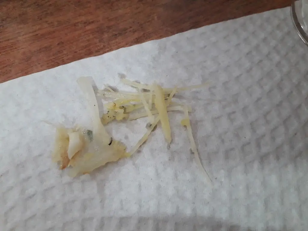 Joaquim Dias_Tasca Freitas - Prato do dia_Caldas de Vizela_recensione