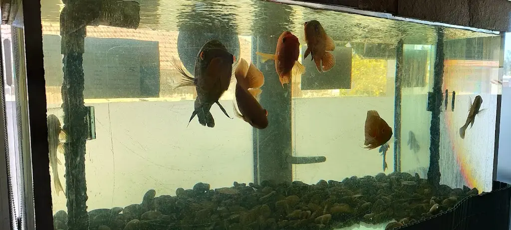 Sergio Meirinhos_Restaurante Atina_Várzea_avis