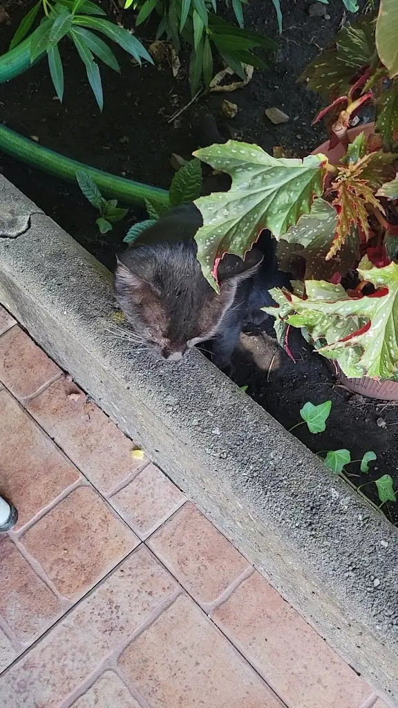 T S_Beira-Rio_Góis_review