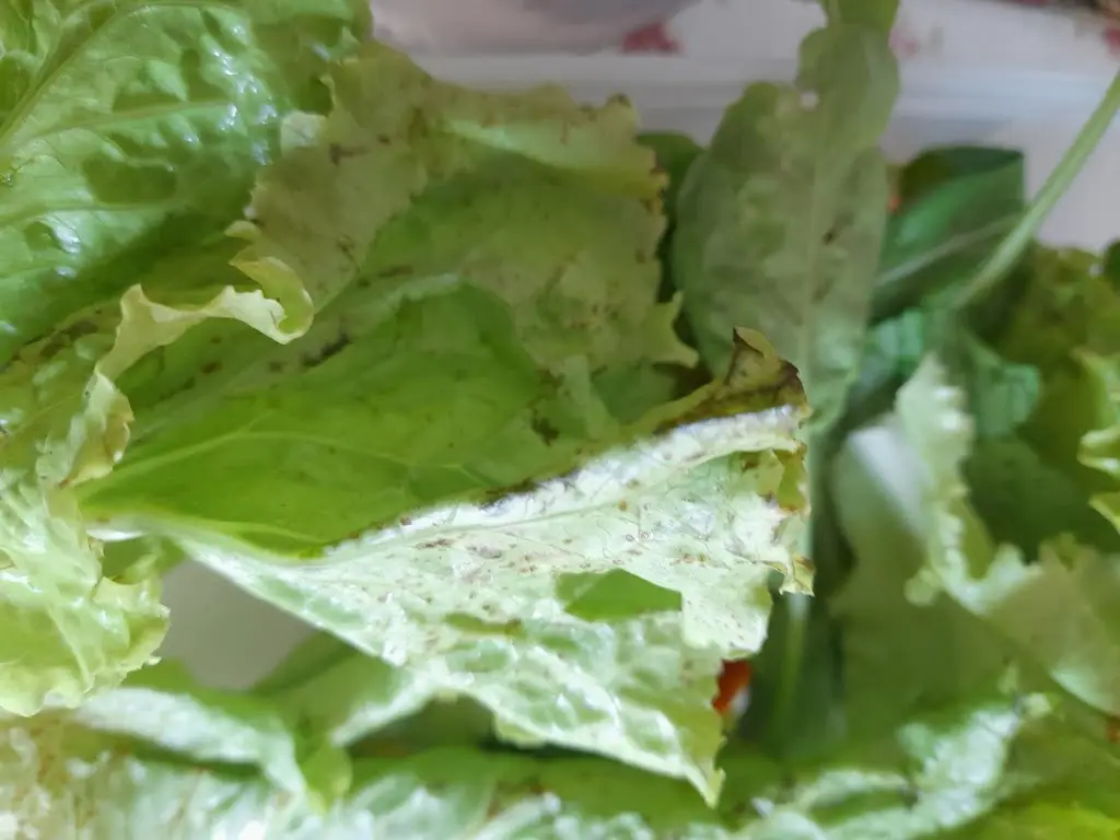 Menu_Timaria_Soure_immagine_8