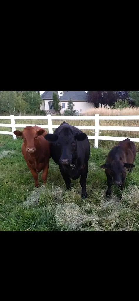 Helder Chalas_Timaria_Soure_recensione