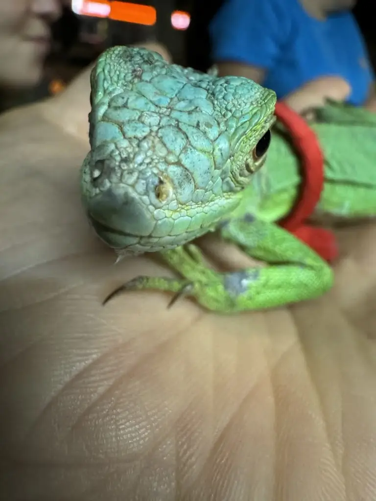 Dominic Spengler_Europa 5_Montemor-o-Novo_review