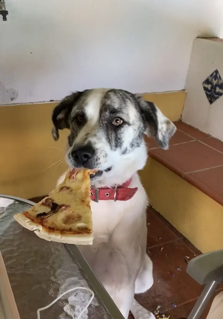 Paul Mouawad_Pizzogrill_Montemor-o-Novo_recensione