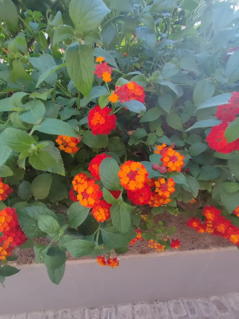 Lindsay Williams_Birds Nest Restaurant_Boliqueime_recensione