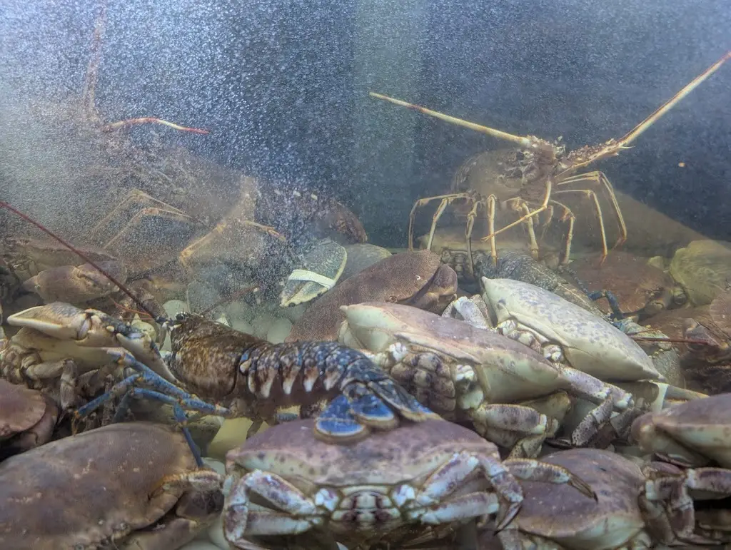 Henry Shao_Jasmim 2 - A Marisqueira_Manta Rota_reseña