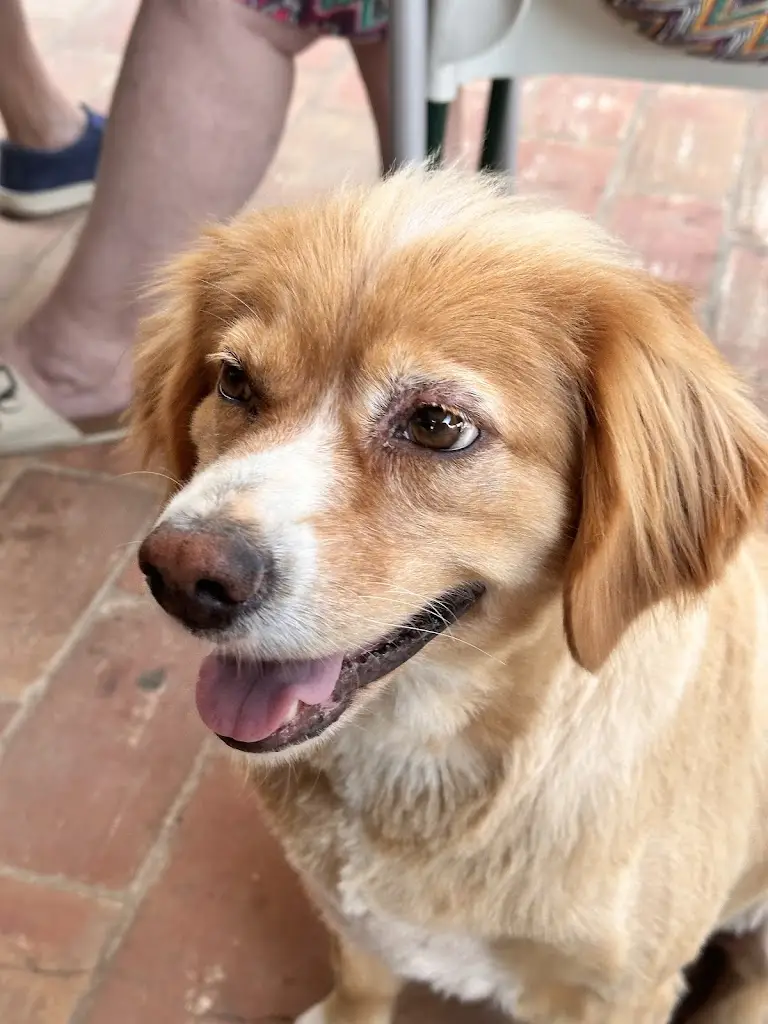 Daniel Scott_Restaurante Casa De Pasto Do Carmo_Moncarapacho_recensione