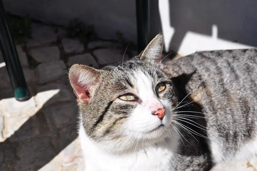 Rosério Valente_Casa da Barreira_São Brás de Alportel_recensione