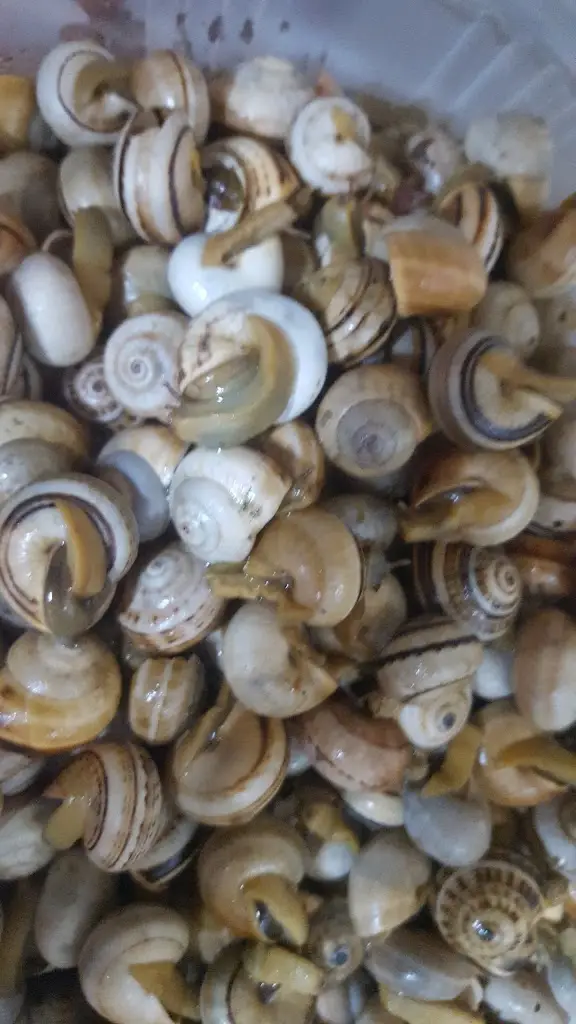 Menu_The coffee Olives_Alcains_image_3