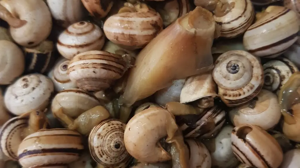 The coffee Olives_Alcains_slider_image_2