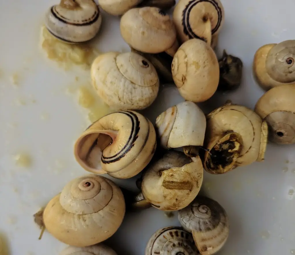 Menu_Sem Nome_Alvalade_immagine_1