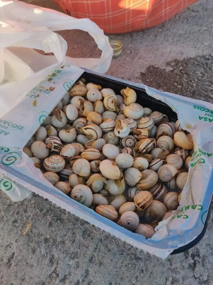 E Brake_Casa dos Caracóis_Campolide_reseña