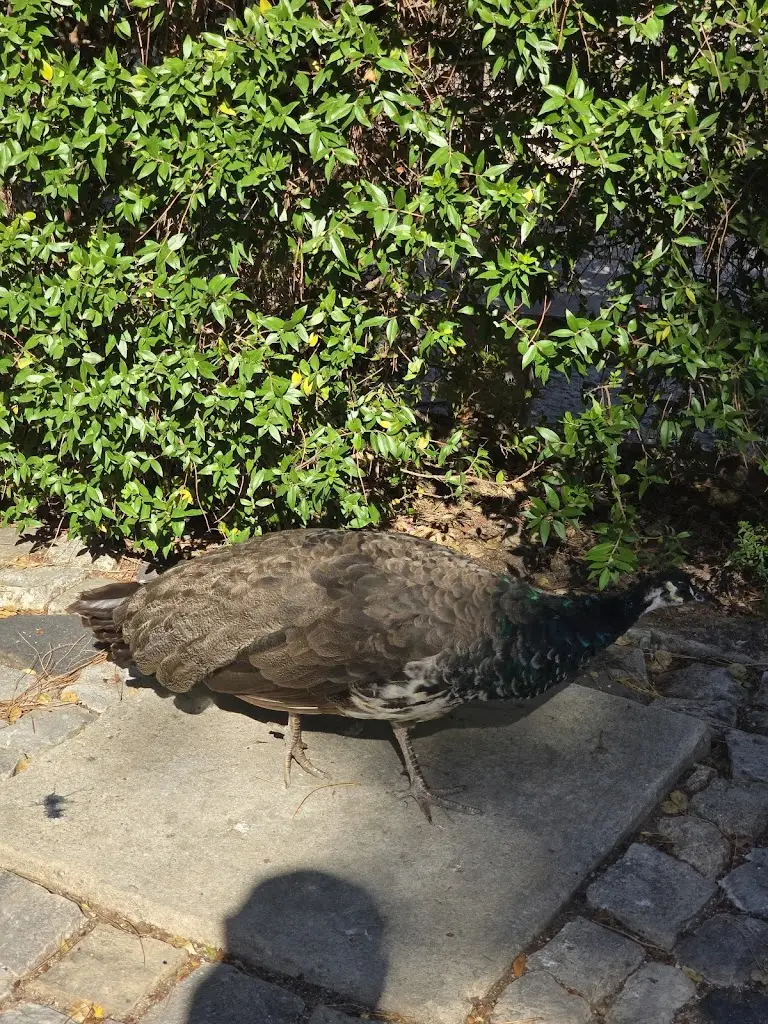 Thomas Jacobsen_1147 Restaurante - Castelo de São Jorge_Castelo (Lisbon)_reseña