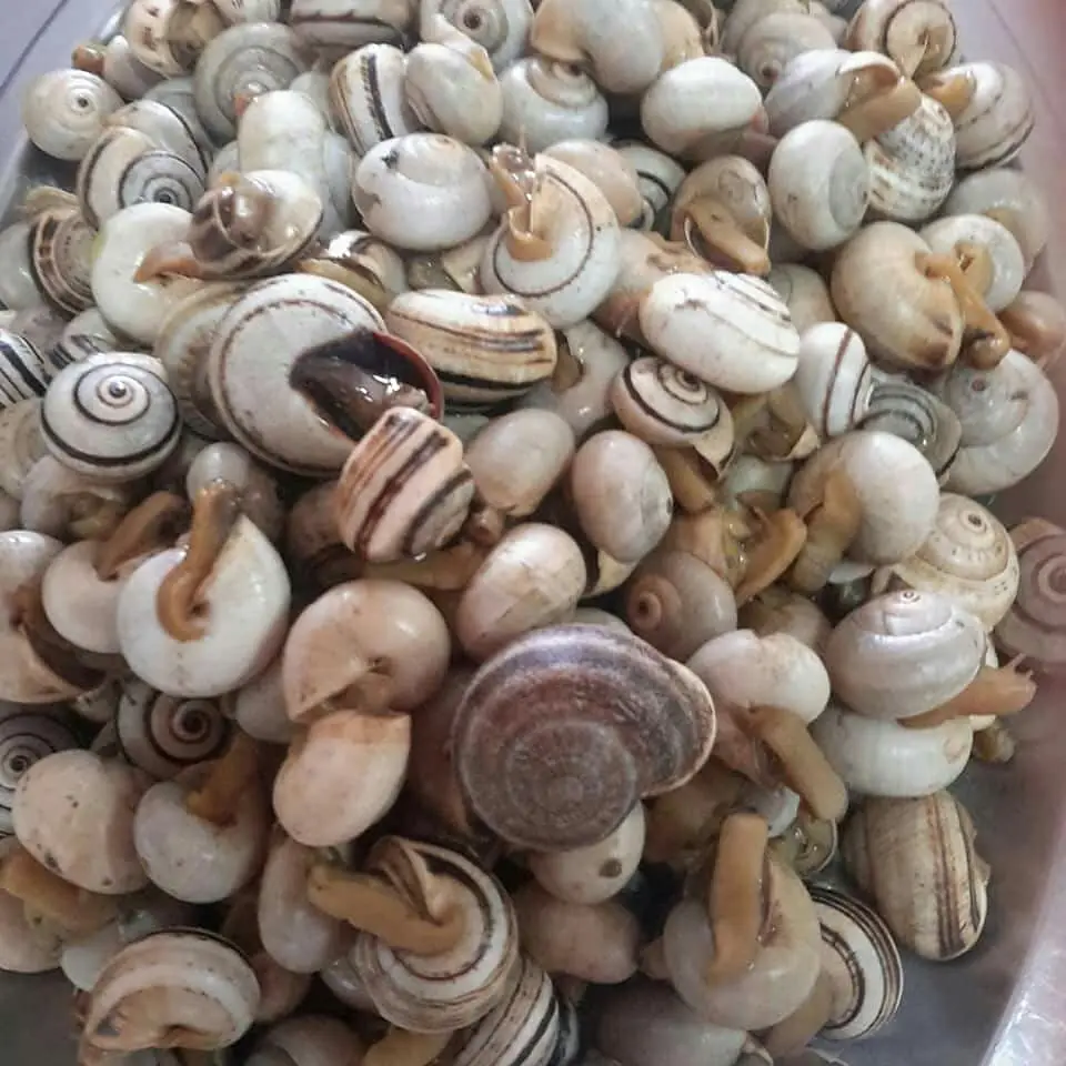 Menu_Restaurante CasaNova_Charneca_immagine_1