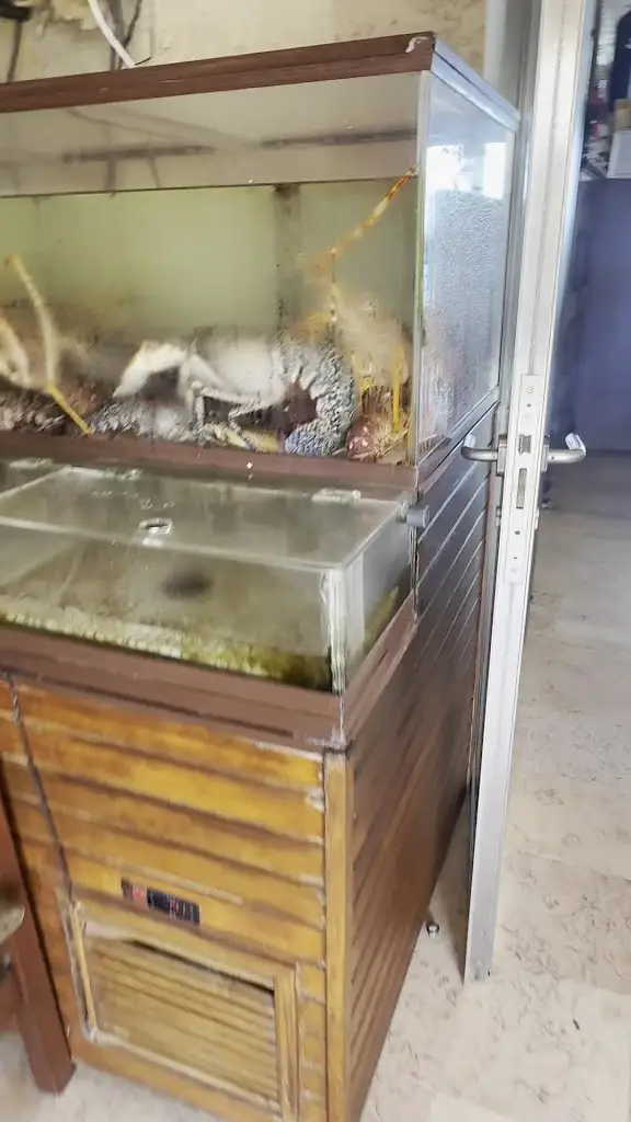 Kathy Martins_Esplanada Furnas_Ericeira_reseña