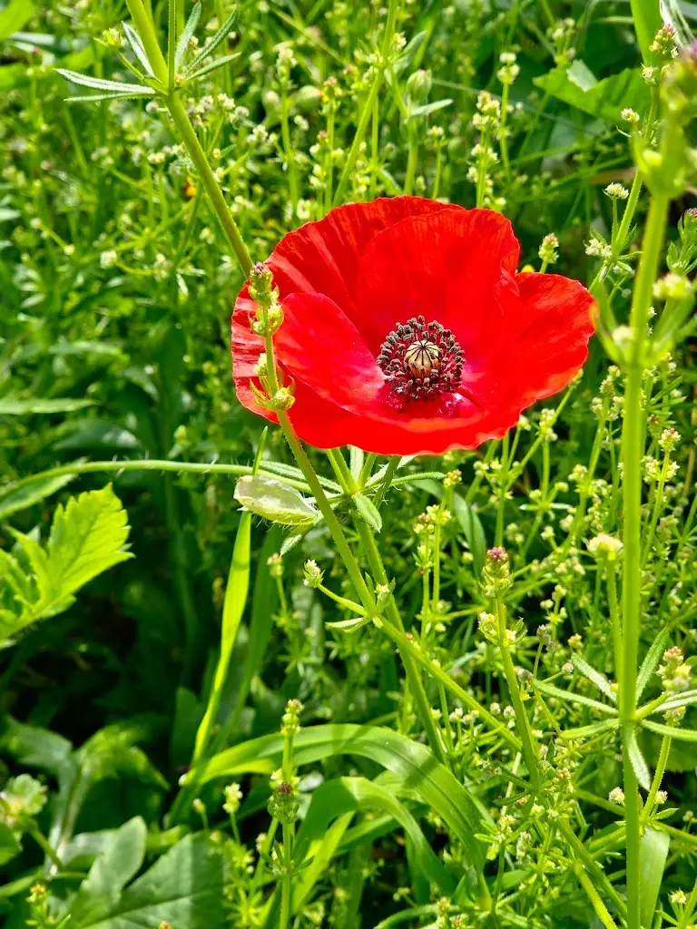 Paulo Lobão_Longroiva Hotel Rural_Longroiva_review