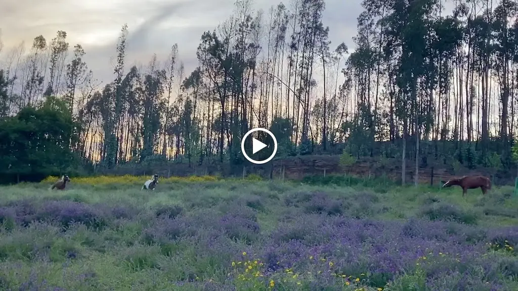 Vale da Silva Villas_Albergaria-a-Velha_slider_image_2