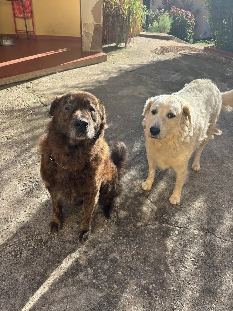 Miguel Brandão_Restaurante Caravela_Avanca_review