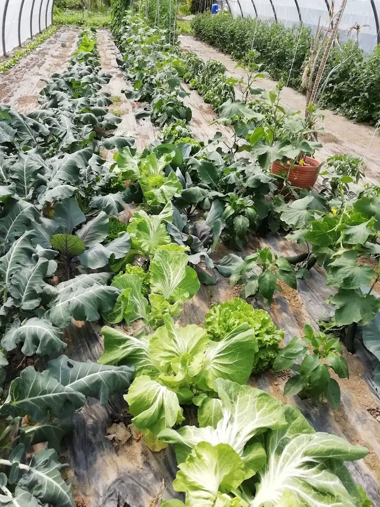 Maria de Lurdes Salgado Ribeiro_Restaurante Casa do Paço_Nespereira_recensione